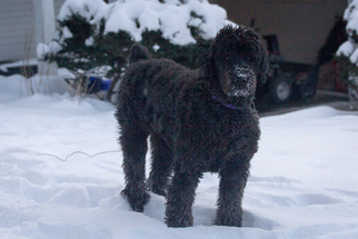 Black Russian Terrier Dogs for adoption in Cedar Rapids, IA, USA