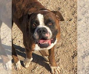 Boxer Dogs for adoption in Lancaster, CA, USA