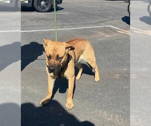 Mastiff Dogs for adoption in Santa Maria, CA, USA