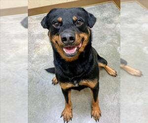 Rottweiler-Unknown Mix Dogs for adoption in Texas City, TX, USA