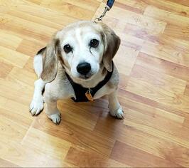 Medium Photo #1 Beagle Puppy For Sale in Waynesboro, PA, USA