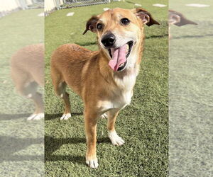 Chihuahua-Unknown Mix Dogs for adoption in Raleigh, NC, USA