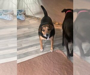 Beagle-Unknown Mix Dogs for adoption in Jackson Township, NJ, USA