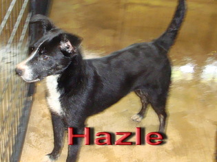 Border Collie-Unknown Mix Dogs for adoption in Coleman, TX, USA