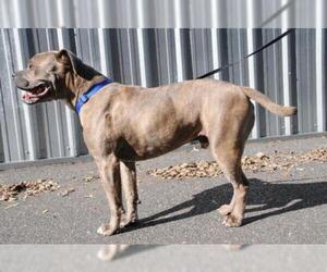 Mastiff Dogs for adoption in Jamestown, CA, USA