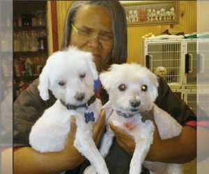 Maltese Dogs for adoption in Camden, SC, USA