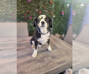 Australian Shepherd Dogs for adoption in Sandy, UT, USA