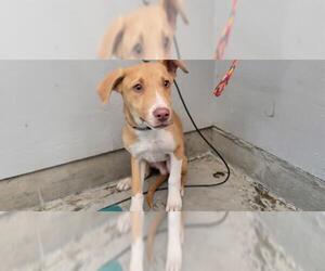 American Pit Bull Terrier-Unknown Mix Dogs for adoption in Camarillo, CA, USA