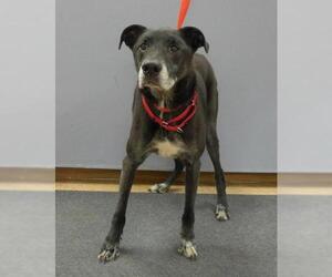 Labrador Retriever-Unknown Mix Dogs for adoption in Batavia, NY, USA