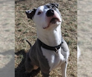 Staffordshire Bull Terrier-Unknown Mix Dogs for adoption in Canon City, CO, USA
