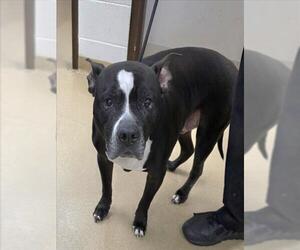 American Pit Bull Terrier Dogs for adoption in Derwood, MD, USA