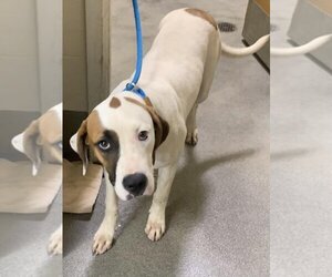 Pointer Dogs for adoption in Forestville, MD, USA