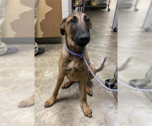 Mutt Dogs for adoption in Jackson, CA, USA