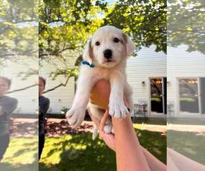 Australian Shepherd-Unknown Mix Dogs for adoption in Plainfield, IL, USA