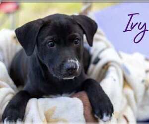Labrador Retriever-Unknown Mix Dogs for adoption in Palatine/Kildeer/Buffalo grove, IL, USA