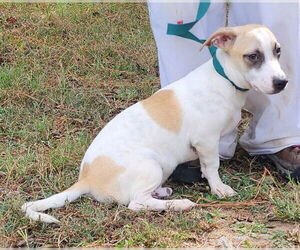 Mutt Dogs for adoption in Wetumpka, AL, USA