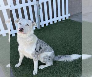 Australian Shepherd-German Shepherd Dog Mix Dogs for adoption in Modesto, CA, USA