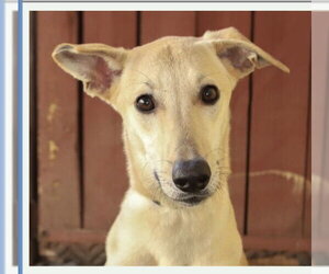 Italian Greyhound-Unknown Mix Dogs for adoption in Fort Pierce, FL, USA