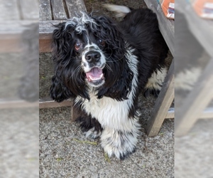 Cocker Spaniel Dogs for adoption in Fremont, CA, USA
