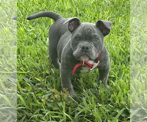 American Pit Bull Terrier-Bulldog Mix Dogs for adoption in Euless, TX, USA