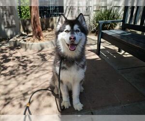 Siberian Husky Dogs for adoption in Pasadena, CA, USA