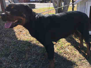 Medium Photo #1 Rottweiler Puppy For Sale in Rosenberg, TX, USA