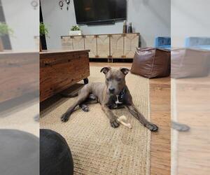 American Pit Bull Terrier Dogs for adoption in Oklahoma City, OK, USA