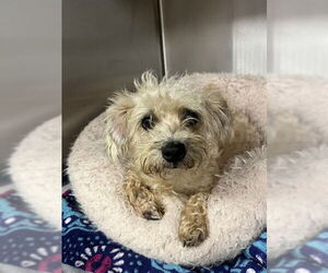 Maltipoo (Miniature) Dogs for adoption in Sugar Land, TX, USA