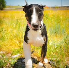 Bull Terrier Dogs for adoption in Littleton, CO, USA