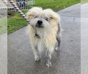 Mal-Shi Dogs for adoption in Long Beach, CA, USA