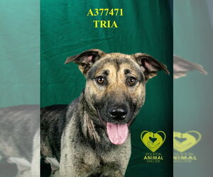 German Shepherd Dog Dogs for adoption in Stockton, CA, USA
