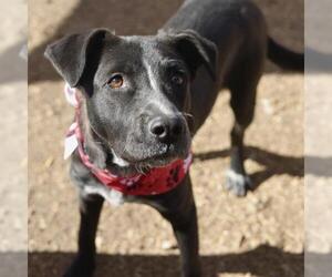 Labrador Retriever-Unknown Mix Dogs for adoption in San Antonio, TX, USA