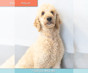 Poodle (Standard) Dogs for adoption in Studio City, CA, USA