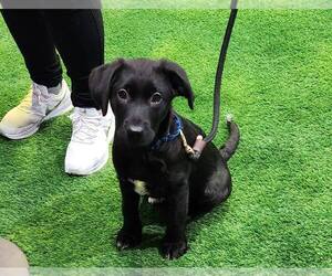Labrador Retriever-Unknown Mix Dogs for adoption in New York, NY, USA