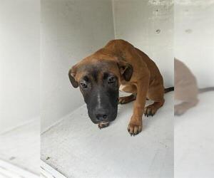 German Shepherd Dog-Unknown Mix Dogs for adoption in Houston, TX, USA