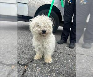 Bichpoo Dogs for adoption in Rancho Cucamonga, CA, USA