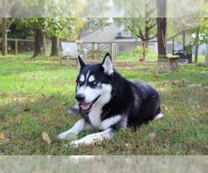Alusky Dogs for adoption in Chestertown, MD, USA