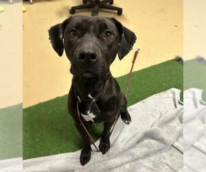 American Pit Bull Terrier Dogs for adoption in Chula Vista, CA, USA