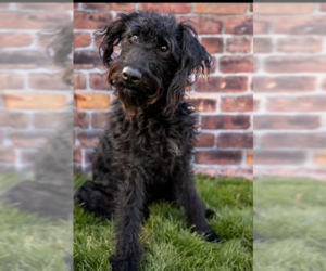 Airedale Terrier-Poodle (Miniature) Mix Dogs for adoption in MIDWAY, UT, USA