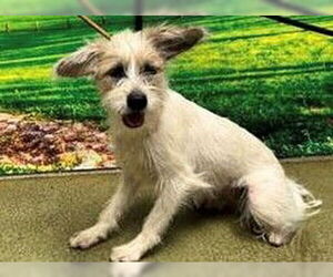 Mutt Dogs for adoption in Moreno Valley, CA, USA
