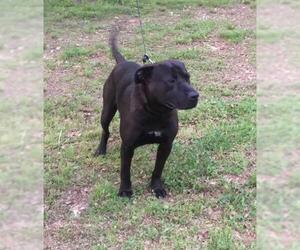 Mastador Dogs for adoption in Harrison, AR, USA