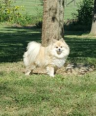 Pomeranian Dogs for adoption in Pacolet, SC, USA