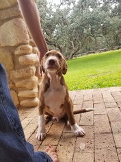 Bogle Dogs for adoption in Von Ormy, TX, USA