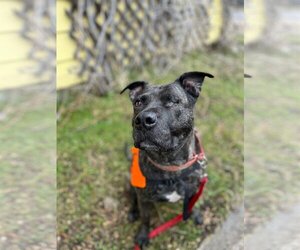 American Staffordshire Terrier-Unknown Mix Dogs for adoption in Red Lodge, MT, USA