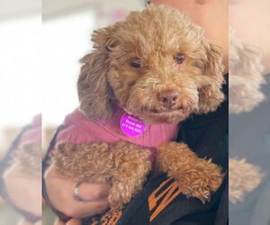 Poodle (Miniature) Dogs for adoption in St. Louis Park, MN, USA