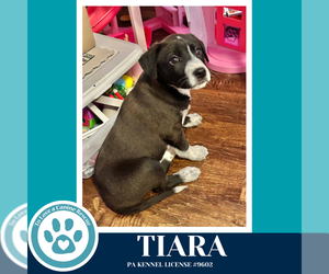 Border Collie-Unknown Mix Dogs for adoption in Kimberton, PA, USA