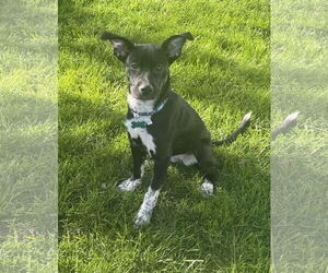 Mutt Dogs for adoption in Plainfield, IL, USA