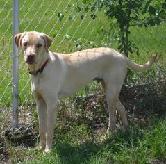Labralas Dogs for adoption in Cochran, GA, USA