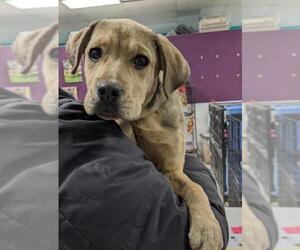 Mastador Dogs for adoption in Maple Grove, MN, USA