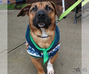 Basset Hound-Unknown Mix Dogs for adoption in Washington, DC, USA